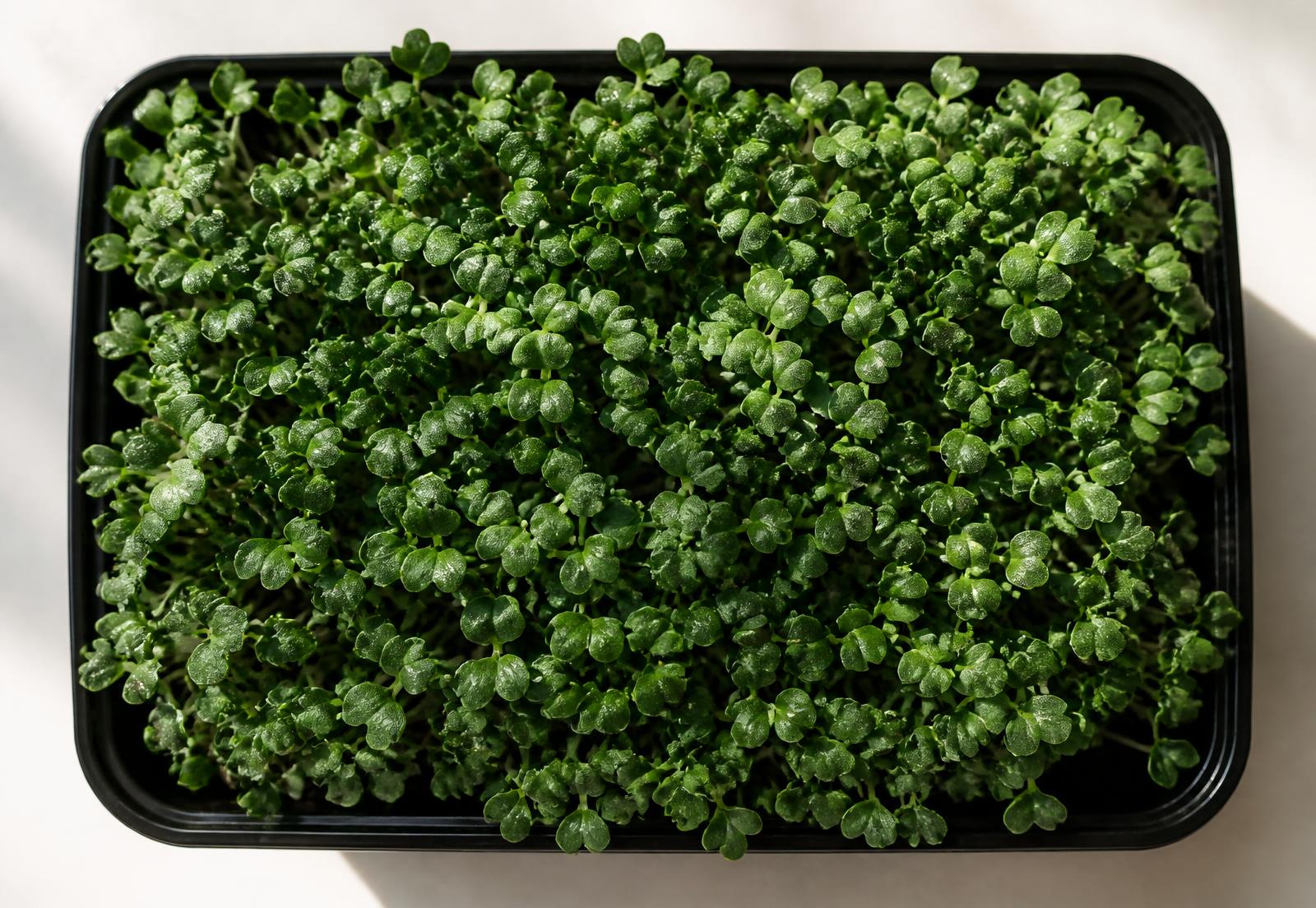 A dense tray of freshly grown microgreens